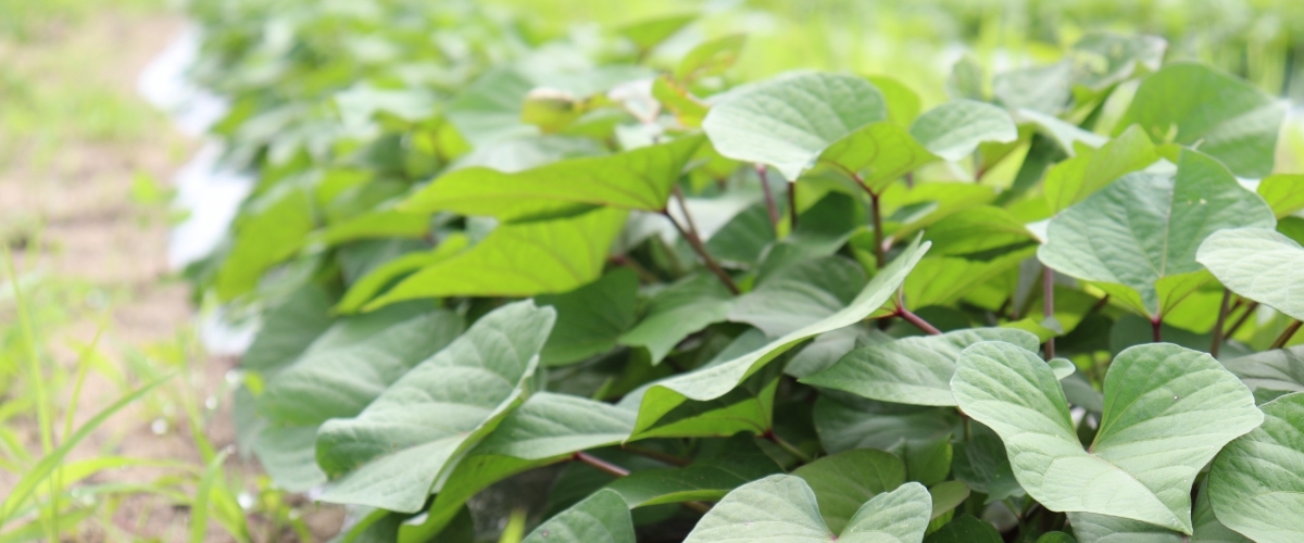 畑楽 山元町の野菜農園